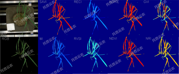 逆境模拟及植物生长监测平台-高光谱成像与指数分析结果.jpg