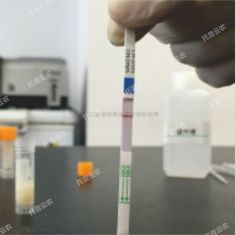 转基因快速检测试纸（抗除草剂）
