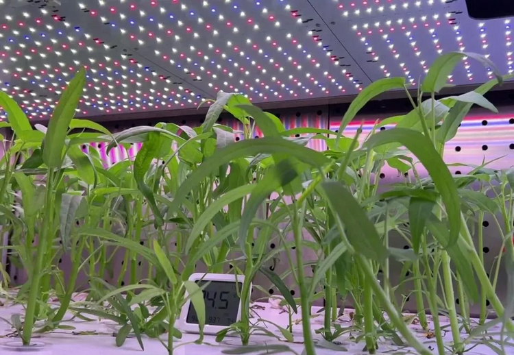 植物工厂解决方案：告别 “靠天吃饭”，六大系统实现绿色高效智能种植